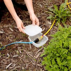 a person is watering plants in the garden with a hose and water container on the ground