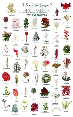 a poster with different types of flowers on it