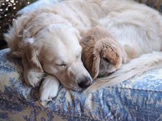 a dog sleeping on top of a couch next to a stuffed animal