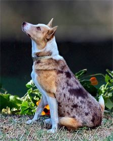 a dog sitting in the grass looking up