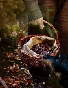 a person holding a basket with coffee beans in it and a small dog standing next to it