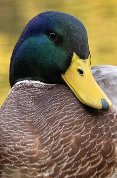 a close up of a duck with a blurry background