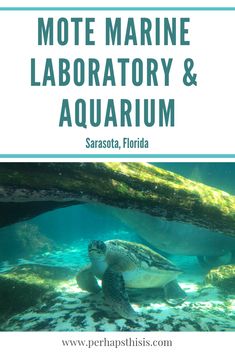 a turtle swimming in the water with text overlay reading mote marine laboratory and aquarium