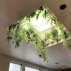 the plants are hanging from the ceiling in the room