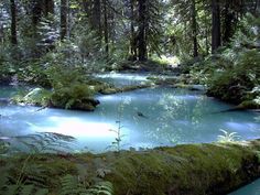 a river in the middle of a forest filled with lots of green plants and trees