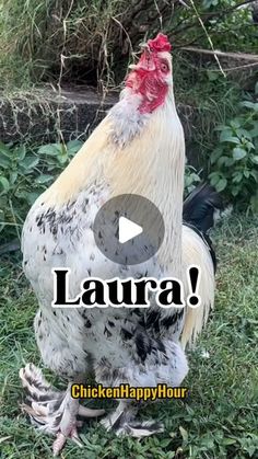 Chicken Happy Hour on Instagram: "Laura!!!!! Frankie almost passed out calling for you! Come say hello 💞

Audio: @borariechorar 🫶

#laura #laurie #lulu #rooster #chicken #memesdaily #funnyanimals #chickensofinstagram #comedy #chickenhappyhour" Say Hello, Audio, Chicken, Memes, On Instagram, Instagram