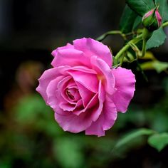 a pink rose is blooming in the garden