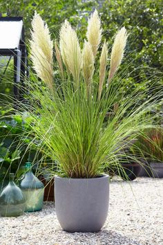 a potted plant sitting on top of a gravel ground