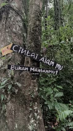 a sign pointing to different places in the forest with trees and plants around it,