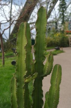 a large green cactus in the middle of a park