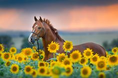 a brown horse standing in a field of sunflowers with a cloudy sky behind it