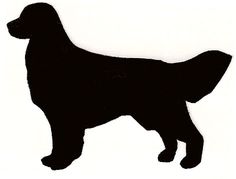 a black dog is standing in front of a white background