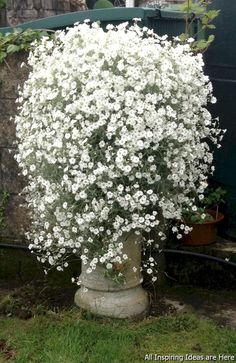 white flowers are growing in a pot on the ground