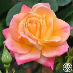 a peach colored rose with green leaves in the foreground and an open bud on the right side