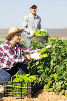 two people picking green peppers in a field with one holding a basket and the other wearing a straw hat