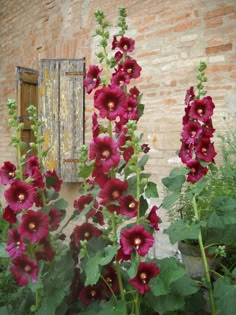 red flowers in front of a brick building