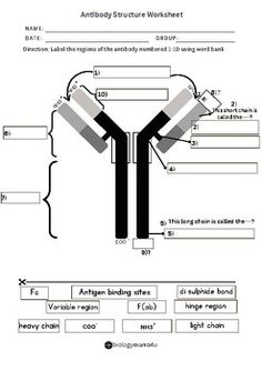 a diagram showing the structure of an antebolite worksheet answer key