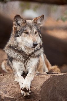 a wolf laying on top of a tree log