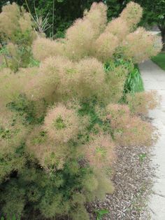 some very pretty plants by the side of a road with trees in the back ground