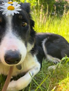 a black and white dog laying in the grass with a flower on its head,