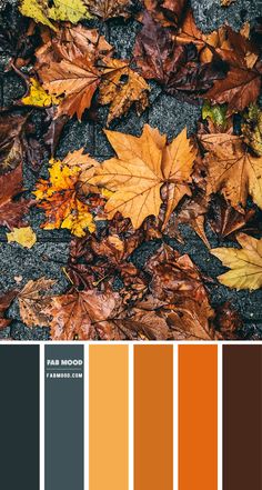 autumn leaves on the ground with oranges and browns in color swatches to match