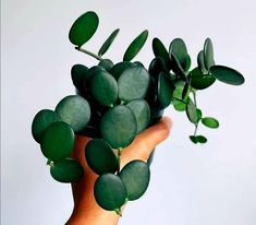 a person's hand holding a plant with green leaves on the top of it