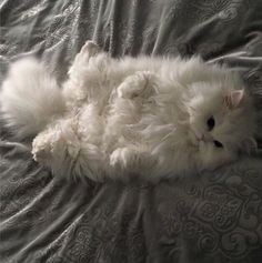 a fluffy white cat laying on top of a bed