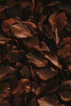 a pile of brown leaves sitting next to each other