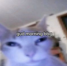 a blurry photo of a cat with the caption gud morning bbg