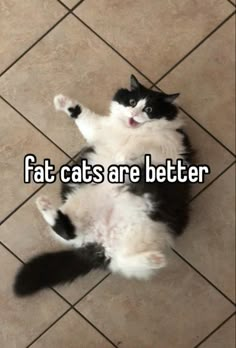 Silly Cat Pictures, Fem Pfp, Cats Facts, Fat Cat, Fat Cats, Funny Cute Cats