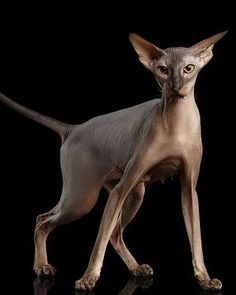 a hairless cat is standing on a black surface with its head turned to the side