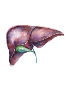 a watercolor drawing of the liver