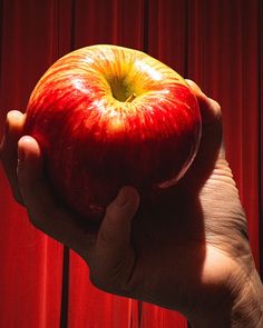 a hand holding an apple in front of a red curtain with the light shining on it