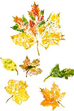 four different colored leaves on a white background