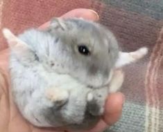 a person holding a small gray hamster in their left hand and it's head turned to the side