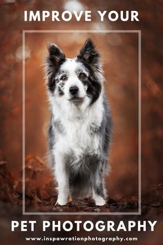 a black and white dog standing in leaves with the words improve your pet photography