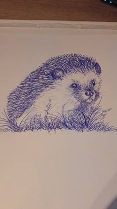 an ink drawing of a hedgehog sitting in the grass