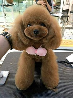 a brown poodle sitting on top of a table next to a person's hand