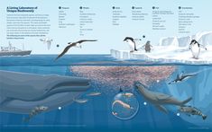 an iceberg is surrounded by penguins and other marine animals in the ocean with information about their habitat