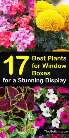 different types of flowers with the title 17 best plants for window boxes for a stunning display