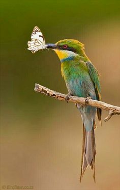 a colorful bird perched on top of a branch with a butterfly in it's mouth