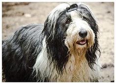 a shaggy black and white dog standing on top of a dirt field next to a forest