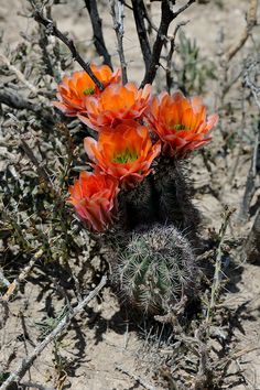 some orange flowers are growing in the desert