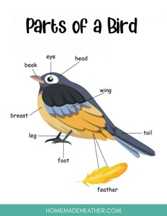 the parts of a bird labeled in english