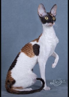 a white and brown cat sitting in front of a blue background