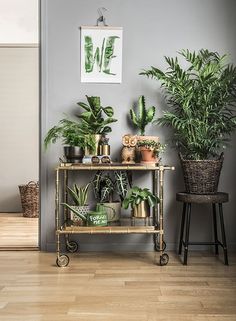 some plants are sitting on top of a shelf