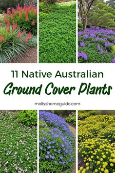 the 11 native australian ground cover plants