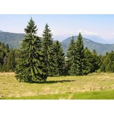 some very tall trees in the middle of a grassy field with mountains in the background