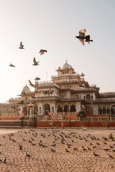 many birds are flying around in front of a building