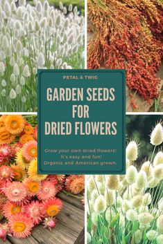 several different types of flowers and plants with the title garden seeds for dried flowers grow your own dried flowers, it's easy and fun organic and american grown